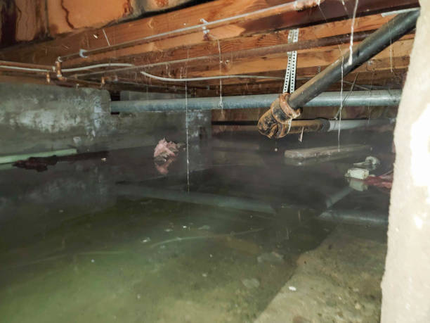 Best Water damage restoration experts  in Naples, FL